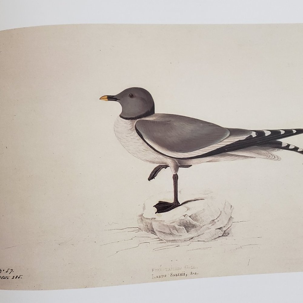 Sabine's Gull by J. J. Audubon